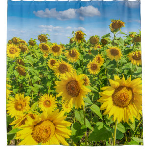Sunflower field, summer sunny day.