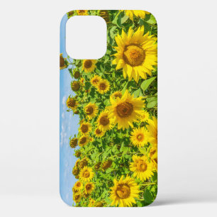Sunflower field, summer sunny day. iPhone 12 case