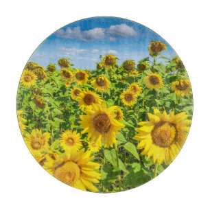 Sunflower field, summer sunny day. cutting board
