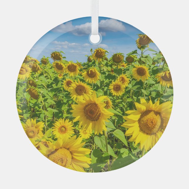 Sunflower field, summer sunny day. glass ornament (Front)