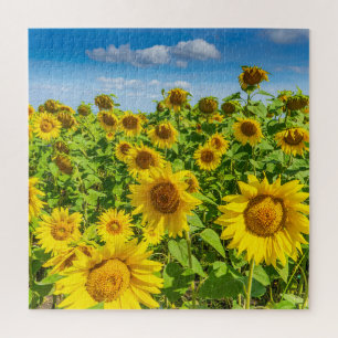 Sunflower field, summer sunny day. jigsaw puzzle