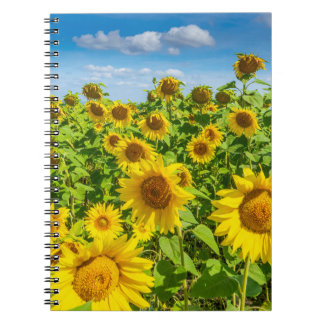 Sunflower field, summer sunny day. notebook