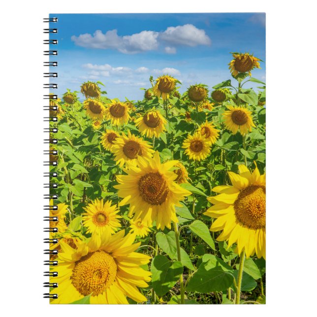 Sunflower field, summer sunny day. notebook (Front)
