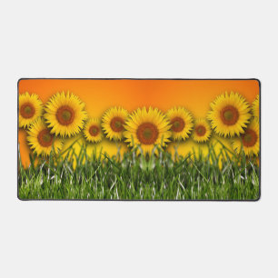 Sunflower Field Sunrise Dawn Sky Green Grass