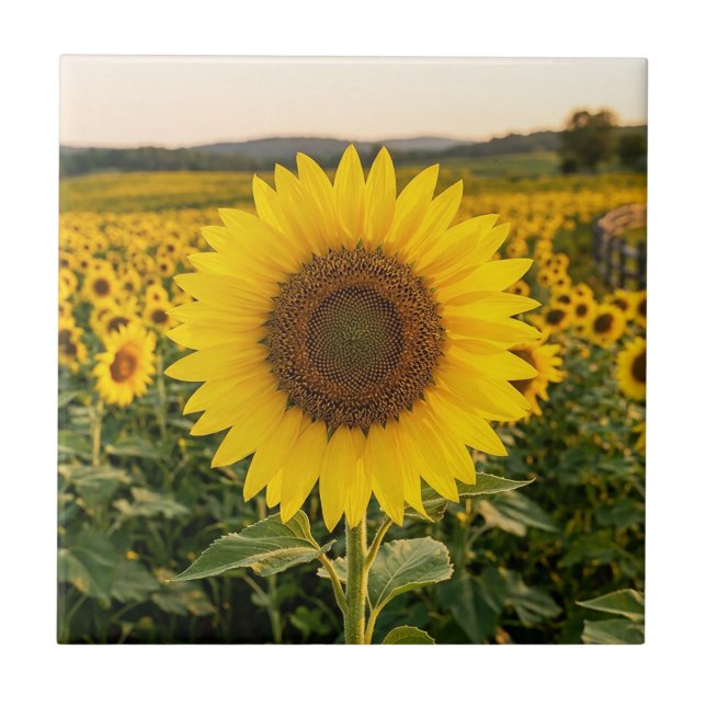 Sunflower Field Tile (Front)