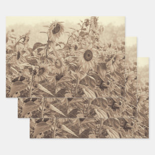 Sunflower Field Vintage Sepia Tone Decoupage Wrapping Paper Sheet