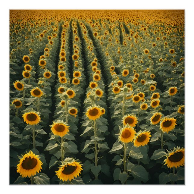 SUNFLOWER FIELD WALLART POSTER (Front)