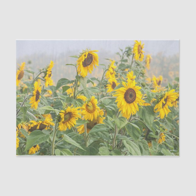 Sunflower Field Yellow Green Beautiful Decoupage Tissue Paper (Front)