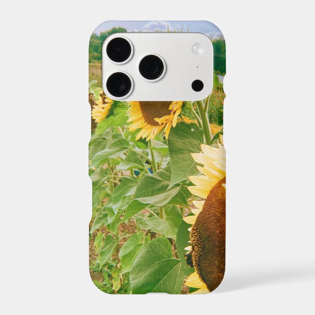 Sunflower Fields (Back)