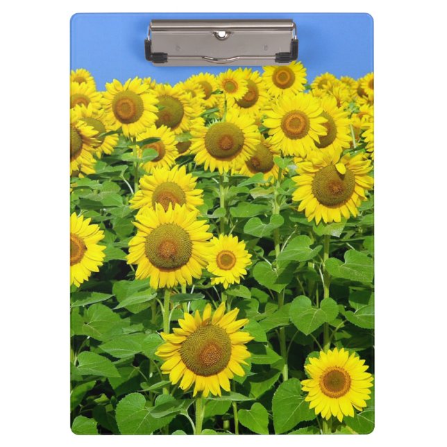 Sunflower Fields Clipboard (Front)