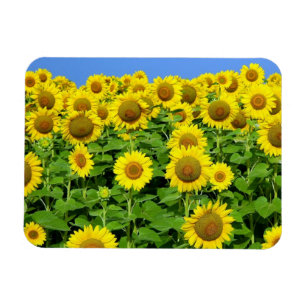 Sunflower Fields Magnet
