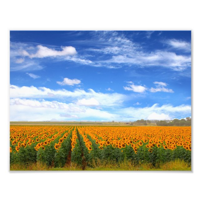 Sunflower Fields - Photo Enlargement (Front)