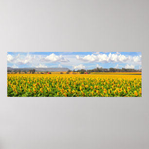 Sunflower Fields Poster