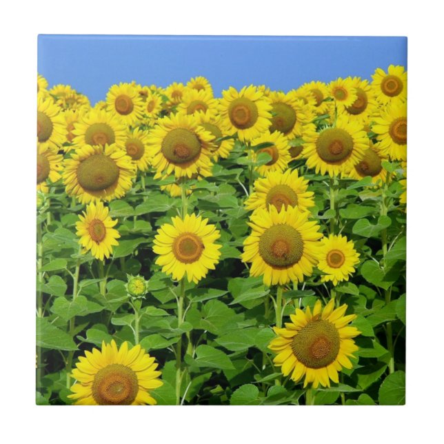 Sunflower Fields Tile (Front)