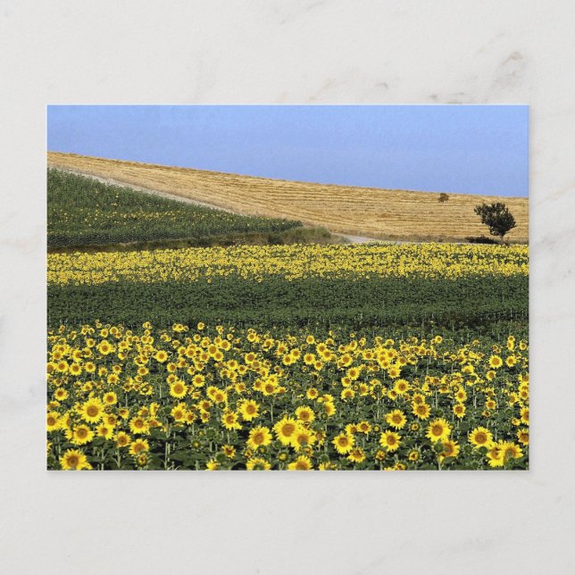 Sunflower fields, Tuscany, Italy Postcard (Front)