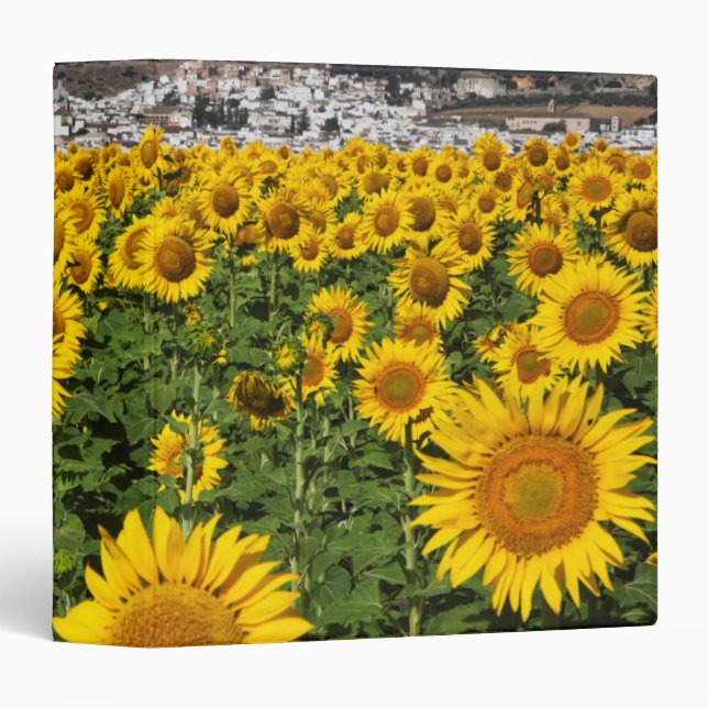 Sunflower fields, white hill town of Bornos Binder (Front/Spine)