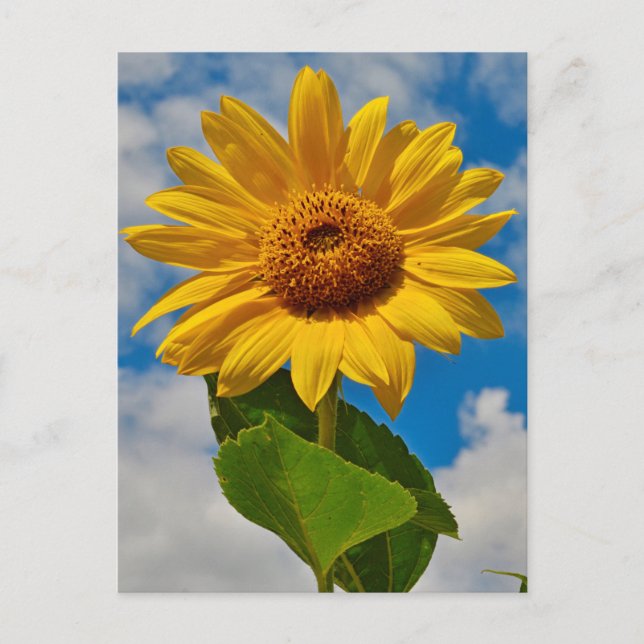   Sunflower Floral Botanical Elegant Bright Summer Postcard (Front)