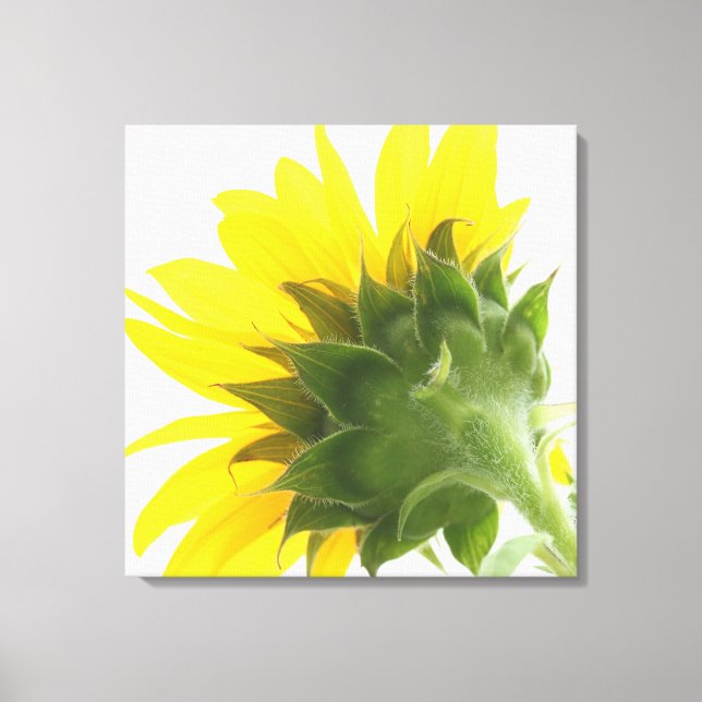 Sunflower Fuzz Canvas Print (Front)