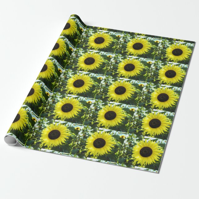 Sunflower Garden Wrapping Paper (Unrolled)