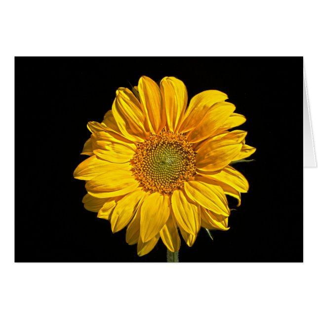 Sunflower gccna (Front Horizontal)