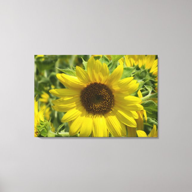 Sunflower Glory (WestCreek) Wrapped Canvas Print (Front)