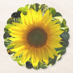 Sunflower Glow  Paper Coaster