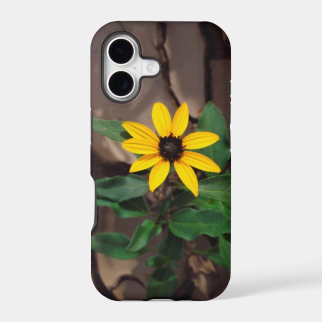 Sunflower growing from Cracked Mud (Back)