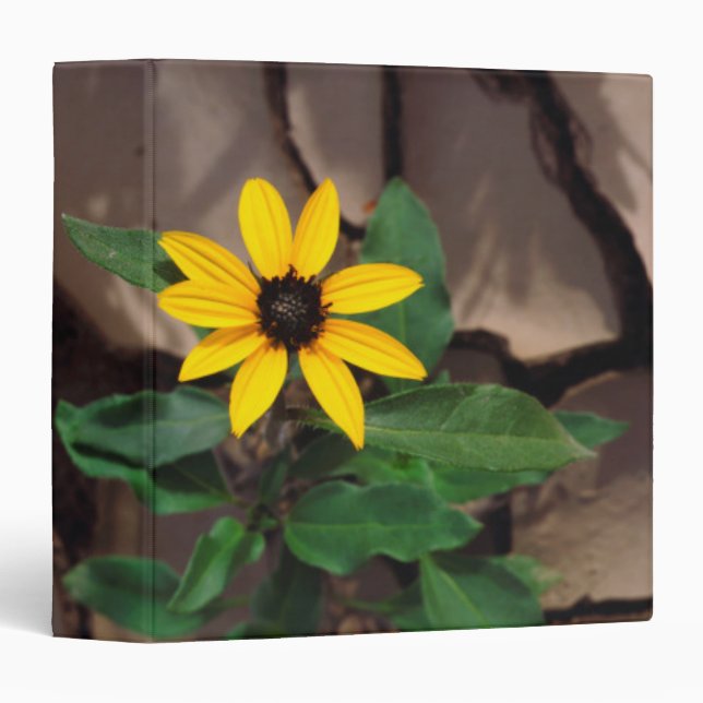 Sunflower growing from Cracked Mud Binder (Front/Spine)