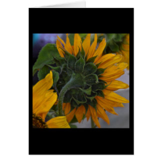 Sunflower Haze