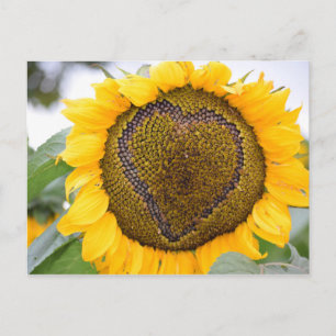 Sunflower Heart - carte postale