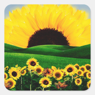 SUNFLOWER HILL SQUARE STICKER