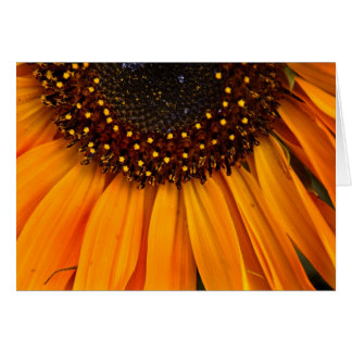 Sunflower II