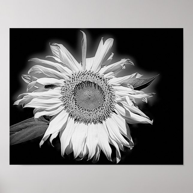Sunflower In Black And White Poster (Front)