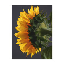 Sunflower in studio 2