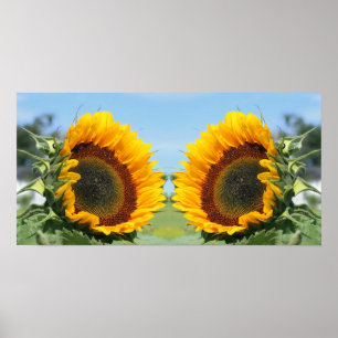 Sunflower In Sunshine Mirror Abstract Poster