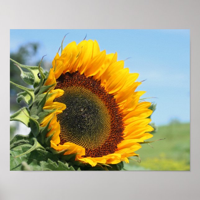 Sunflower In Sunshine  Poster (Front)