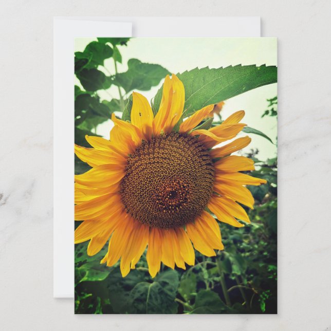 Sunflower in the Garden Blank Greeting Card (Front)