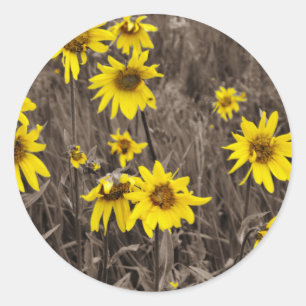 Sunflower in the Rocky Mountain Classic Round Sticker