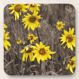 Sunflower in the Rocky Mountain Coaster