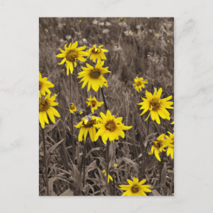 Sunflower in the Rocky Mountain Postcard