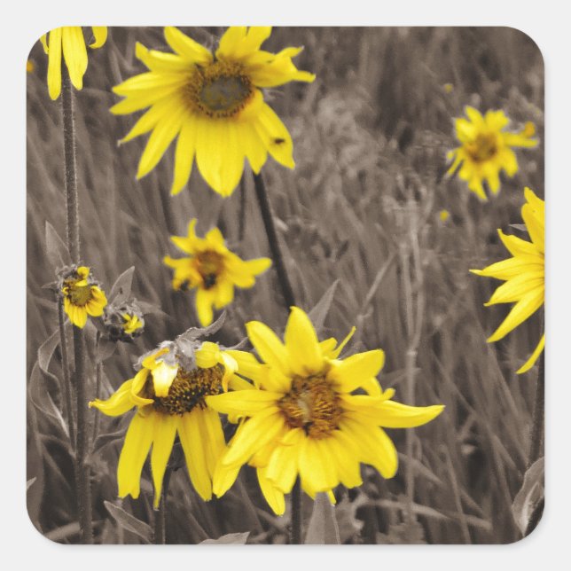 Sunflower in the Rocky Mountain Square Sticker (Front)