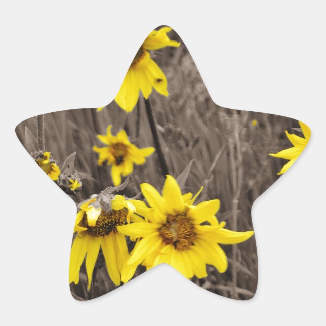 Sunflower in the Rocky Mountain Star Sticker (Front)