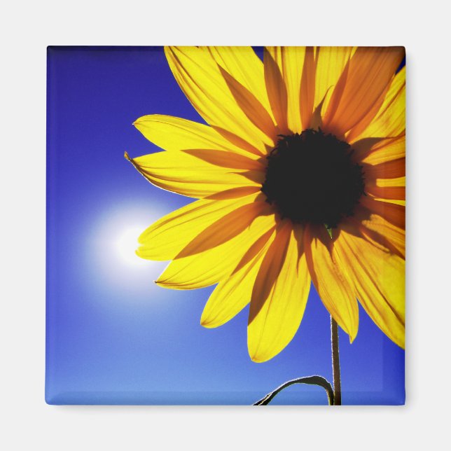 Sunflower in the Sun Magnet (Front)
