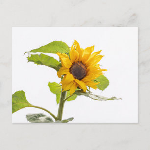 Sunflower Kissing the Sky Postcard