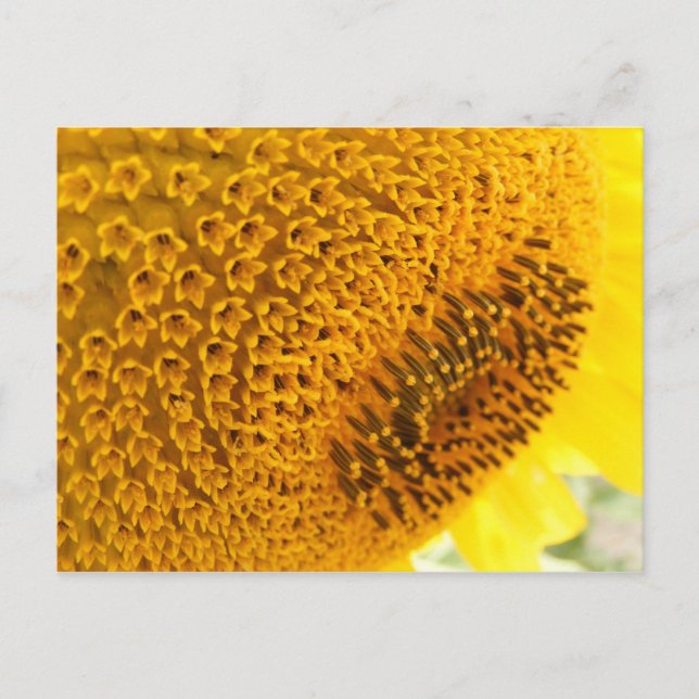 Sunflower - macro postcard (Front)