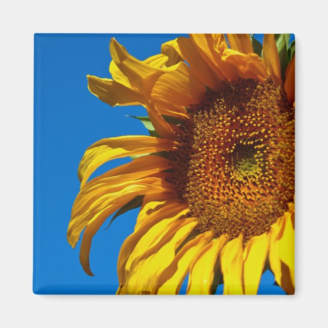 Sunflower - Magnet (Front)