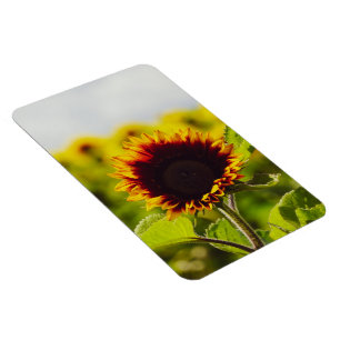 Sunflower Magnet