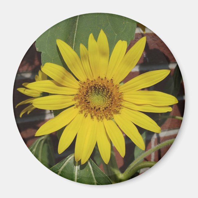 Sunflower Magnet (Front)