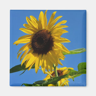 Sunflower magnet