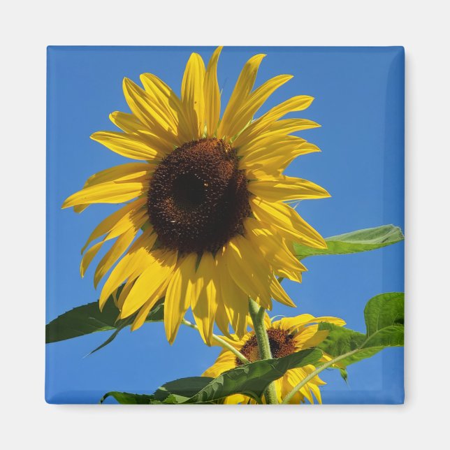 Sunflower magnet (Front)